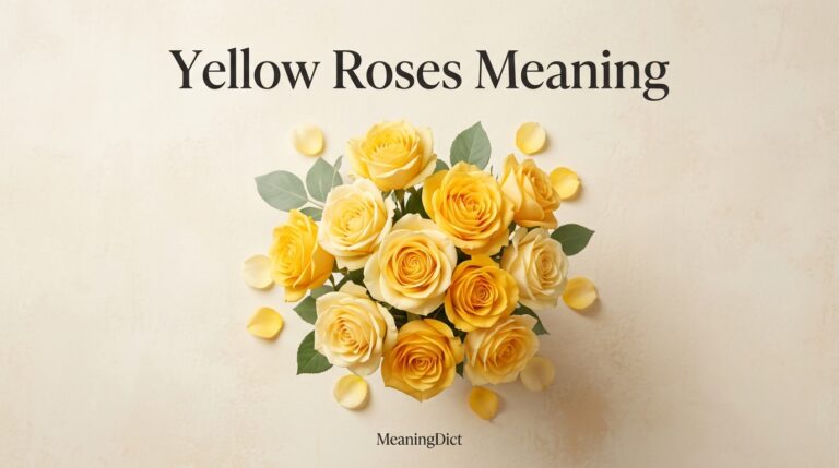 Yellow Roses Meaning Love, Friendship, and Symbolism