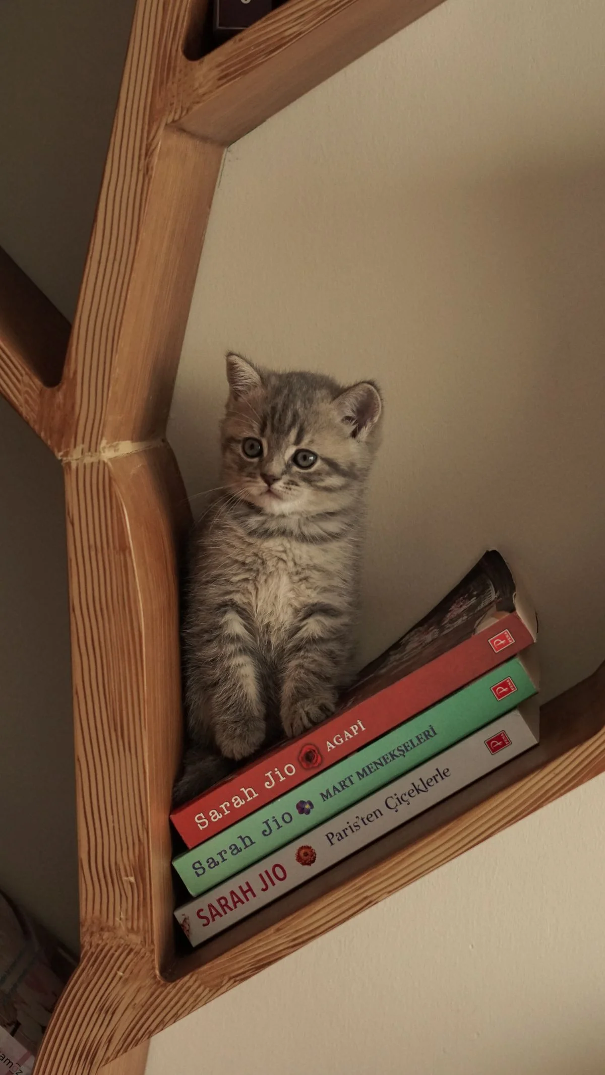 Classic tree-shaped wall shelf with books
