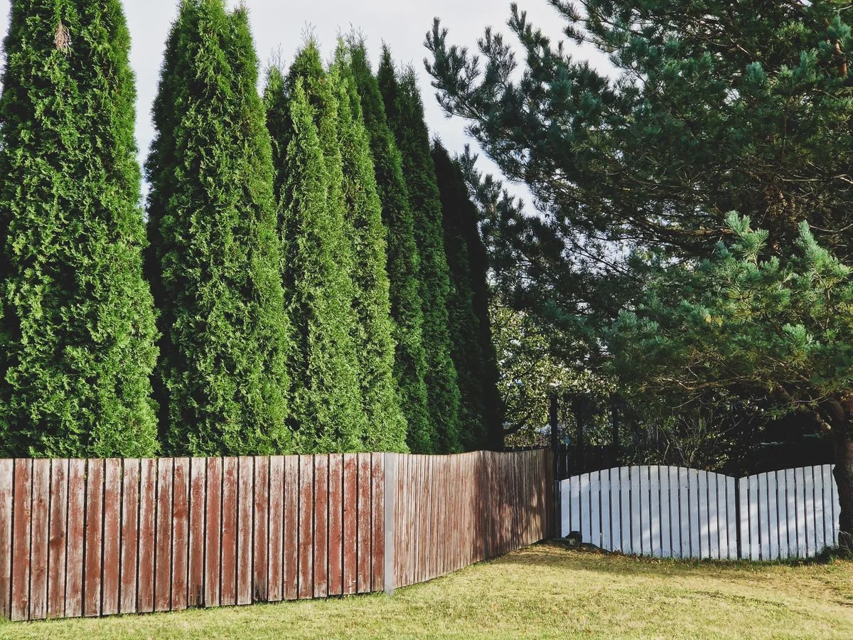 Cedar privacy fence enclosing a backyard