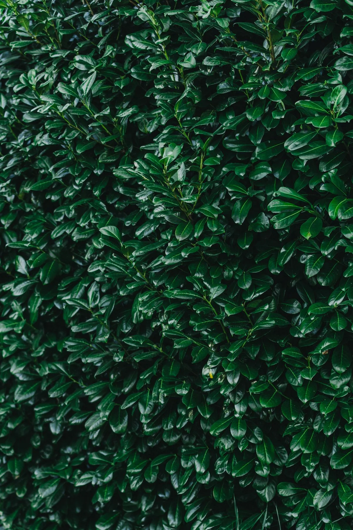 Living green hedge fence around a backyard