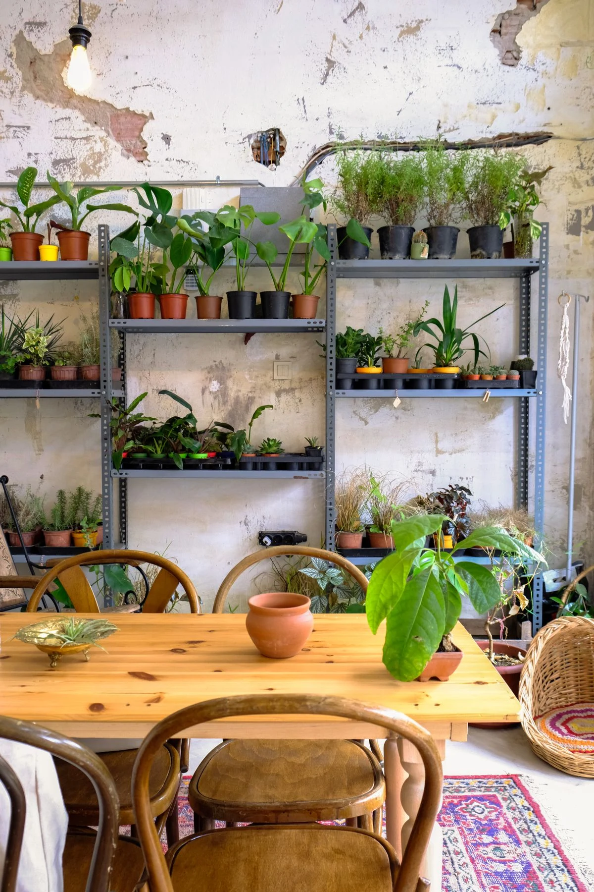 Plant shelf with many indoor plants in a boho living room