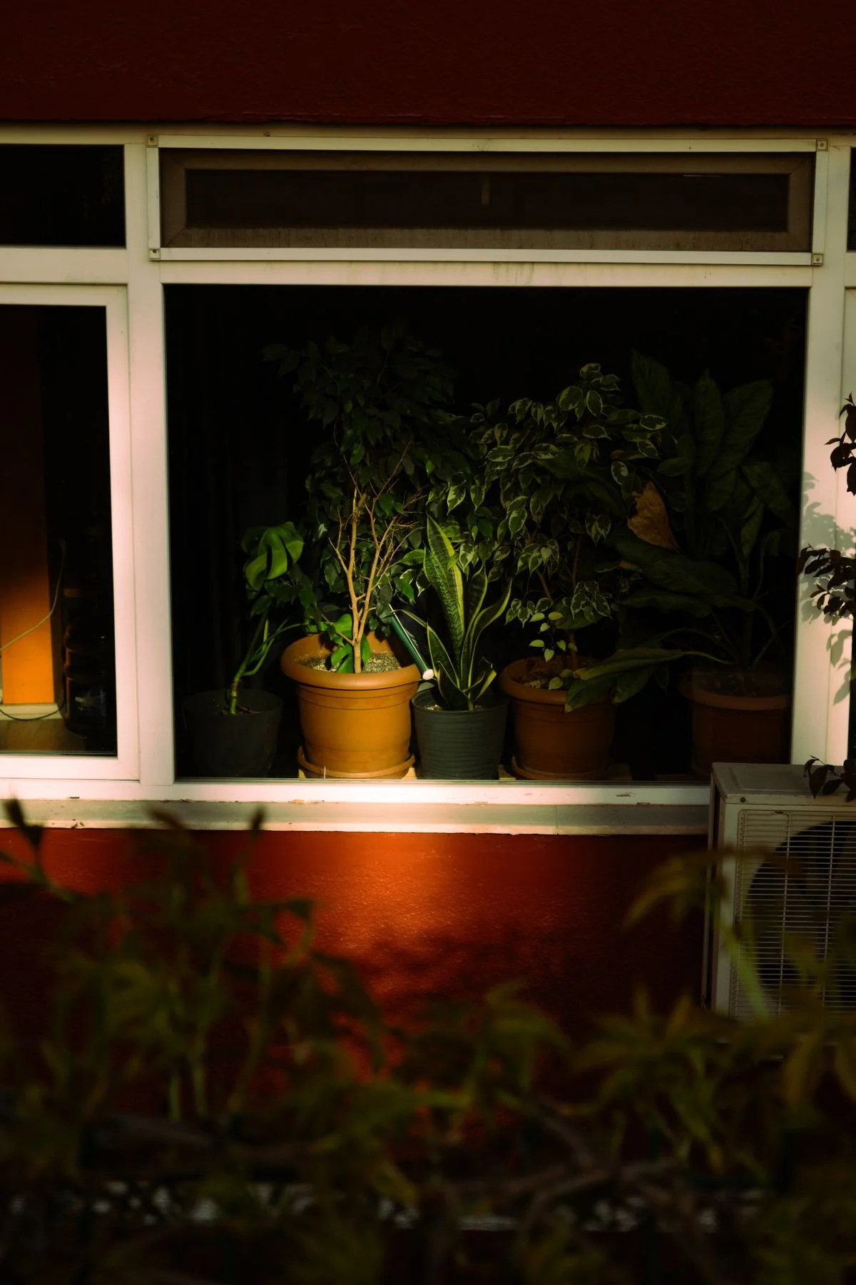 Indoor plants in a dorm living room