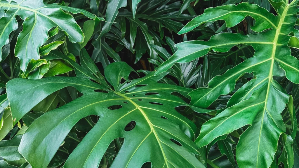 Lush green monstera leaves in a Brazilian jungle